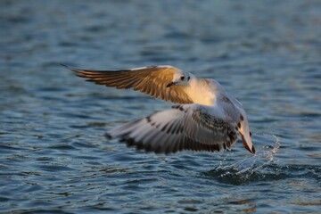 Black-headed gull (Larus ridibundus) in flight