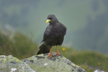 Alpine Chough (Pyrrhocorax graculus), Pilatus, Switzerland, Europe