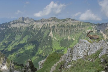 Alpine Ibex (Capra ibex) sitting on a ledge with view of the Bernes Alps, Bern, Switzerland, Europe