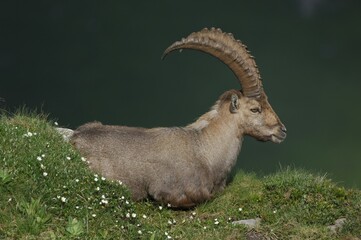 Alpine Ibex (Capra ibex) Bern, Switzerland, Europe