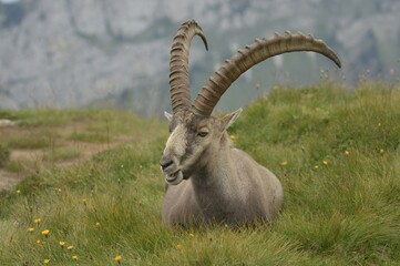 Alpine Ibex (Capra ibex) Bern, Switzerland, Europe
