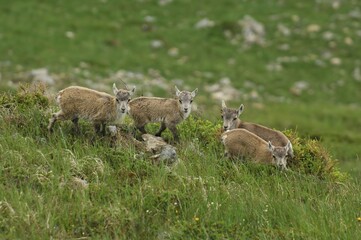 Young Alpine Ibex (Capra ibex) Bern, Switzerland, Europe