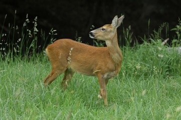 European Deer (Capreolus capreolus) in Summer, Switzerland, Europe