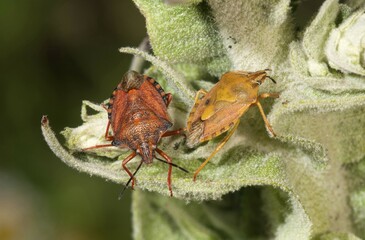 Purple Shield Bugs (Carpocoris purpureipennis), couple, male on the left, on a mullein, Lake Kerkini region, Greece, Europe