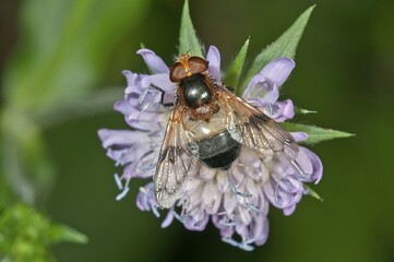 Pellucid Hoverfly (Volucella pellucens) searching for nectar on a Wood Scabious, Untergroeningen, Baden-Wuerttemberg, Germany, Europe