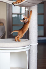Abyssinian ruddy kitten sharpening claws on scratching post. How to teach cat to use scratching post. Cat tree at home. Vertical image. Selective focus.