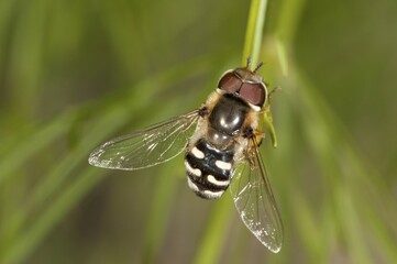 Pied Hoverfly (Scaera pyrastri), males, Untergroeningen, Baden-Wuerttemberg, Germany, Europe