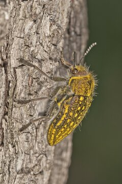 Jewel Beetle (Julodis ehrenbergii) on a tree trunk, Lake Kerkini region, Greece, Europe