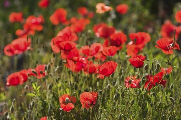 Red Poppy - Papaver rhoeas - La Gomera