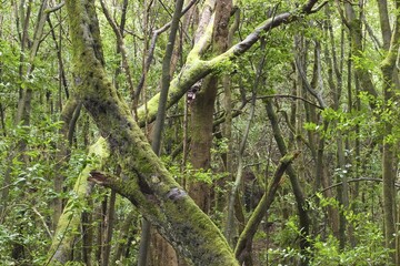 Garajonay National Park laurisilva in Barranco de Sobreagulo - La Gomera