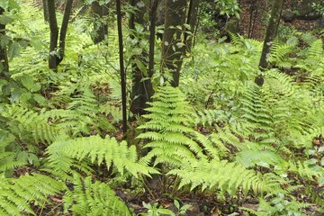 Fototapeta premium Garajonay National Park laurisilva in Barranco de Sobreagulo - La Gomera