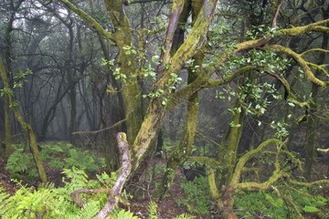 Garajonay National Park laurisilva in Barranco de Sobreagulo - La Gomera