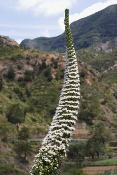 Viper's Bugloss - Echium simplex - Tenerife endemic - cultivated on La Gomera