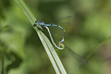 Azure Damselfly ( Coenagrion puella ) Mating wheel