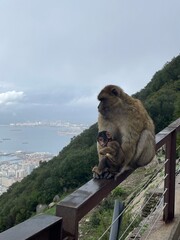 mother monkey with a baby monkey © Natalia