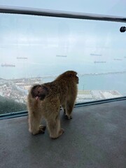 monkey  © Natalia