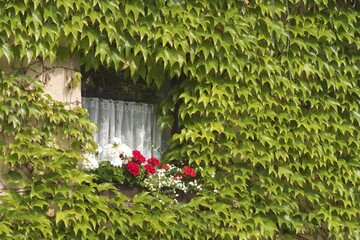 Virginia creeper - climber plant - Effeltrich - Germany