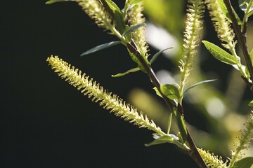 Willow catkins - white willow - Salix alba