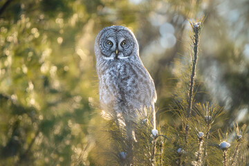 Great Gray Owl Deep in the Forest