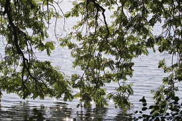Ash tree at lake Starnberger See