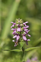 Marsh Woundwort ( Stachys palustris )