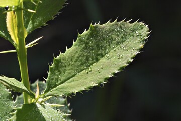 Young sprout of common barberry ( Berberis vulgaris )