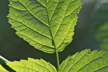 Leaf of Raspberry ( Rubus idaeus )