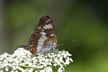 White admiral butterfly ( Ladoga camilla )