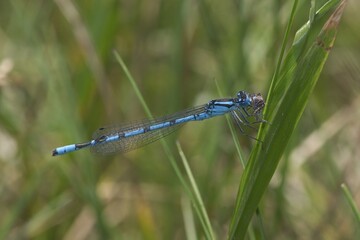 Damslefly - Enallagma cyathigerum