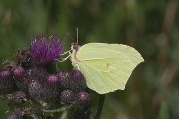 Brimstone - Gonepteryx rhamni
