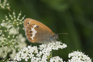 Obraz premium Pearly heath ( Coenonympha arcania ) - Slovenia
