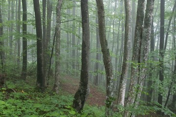 Forest - mountain Slivnica - Slovenia