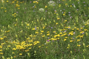 Meadow with flowers on the Mountain Slivnica - Slovenia