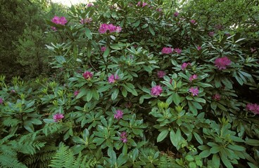 Rhododendron baeticum Rhododendron ponticum baeticum Spain