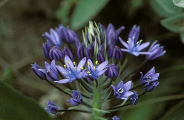 Caribbean Lily - Cuban Lily - Giant Squill - Hyacinth of Peru - Peruvian Lily - Scilla peruviana Spain