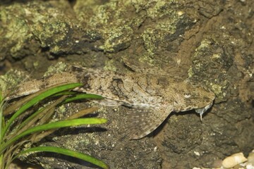 Rineloricaria sp - The Whiptail Catfish