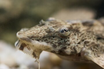 Rineloricaria sp - The Whiptail Catfish