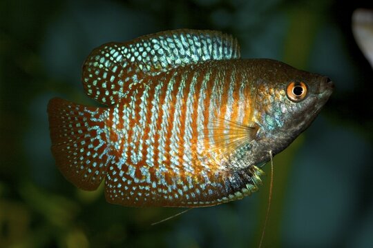 Dwarf Gourami - Powder Blue Gourami - Red Gourami - Colisa lalia - male