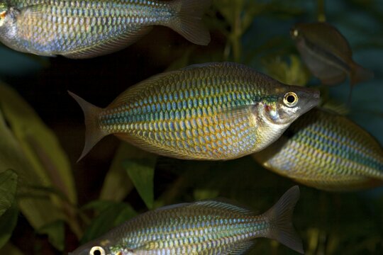 Goyder River Rainbowfish - Banded Rainbow Fish - Melanotaenia trifasciata