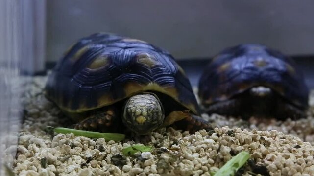 Turtle in clear glass enclosure one eye open one eye closed