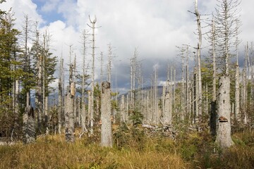 Dead spruces Bavarian Forest National Park Germany