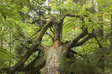 Bavarian Forest National Park Germany