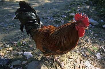 Mallorca cock