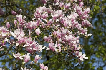 Magnolia Germany