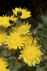 Sonchus gomerensis Canary Islands - La Gomera