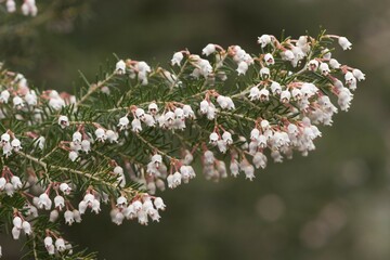Heath Tree Erica arborea La Gomera Canary Islands