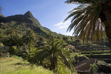 Fototapeta premium Palms in Valle Gran Rey La Gomera Canary Islands