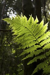 Fern in National park Garajonay La Gomera Canary Islands