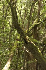 National park Garajonay La Gomera Canary Islands