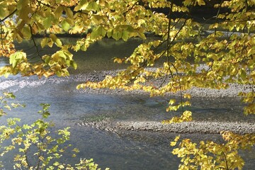 Beech - river Isar near Munich - Bavaria - Germany